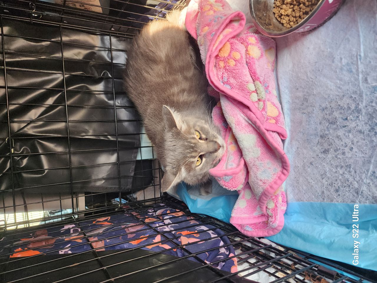 Pet travel photo 5