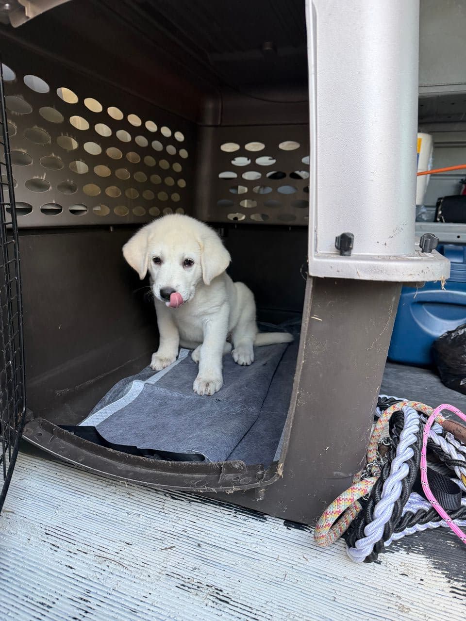 Pet travel photo 4