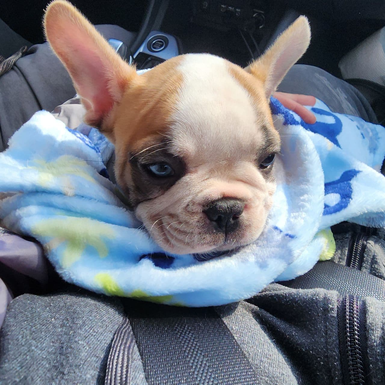 Pet travel photo 1