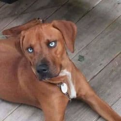 Coon hound boxer mix named Smoke