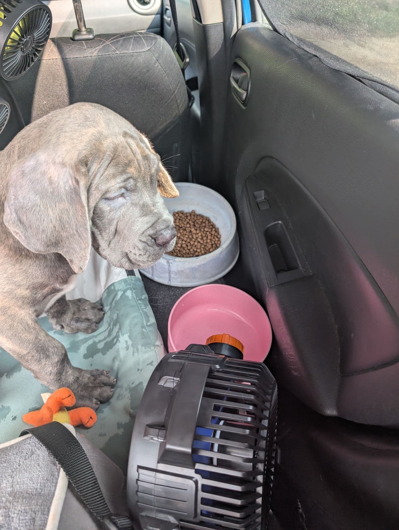 Pet travel photo 3