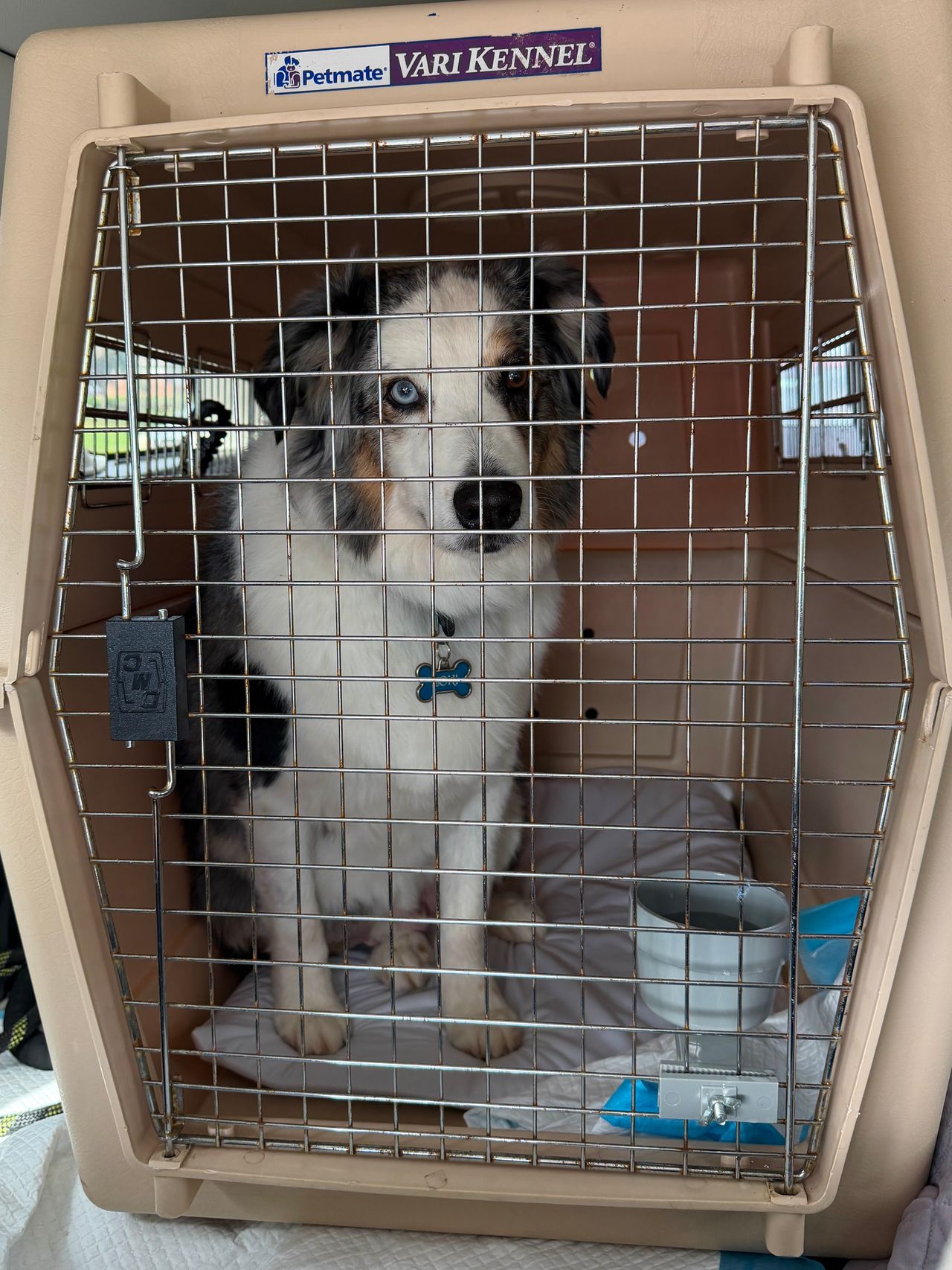 Pet travel photo 3