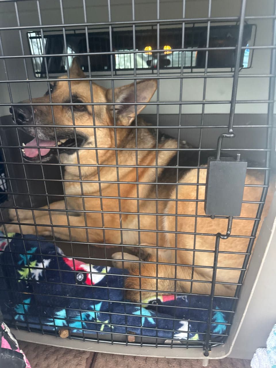 Pet travel photo 1