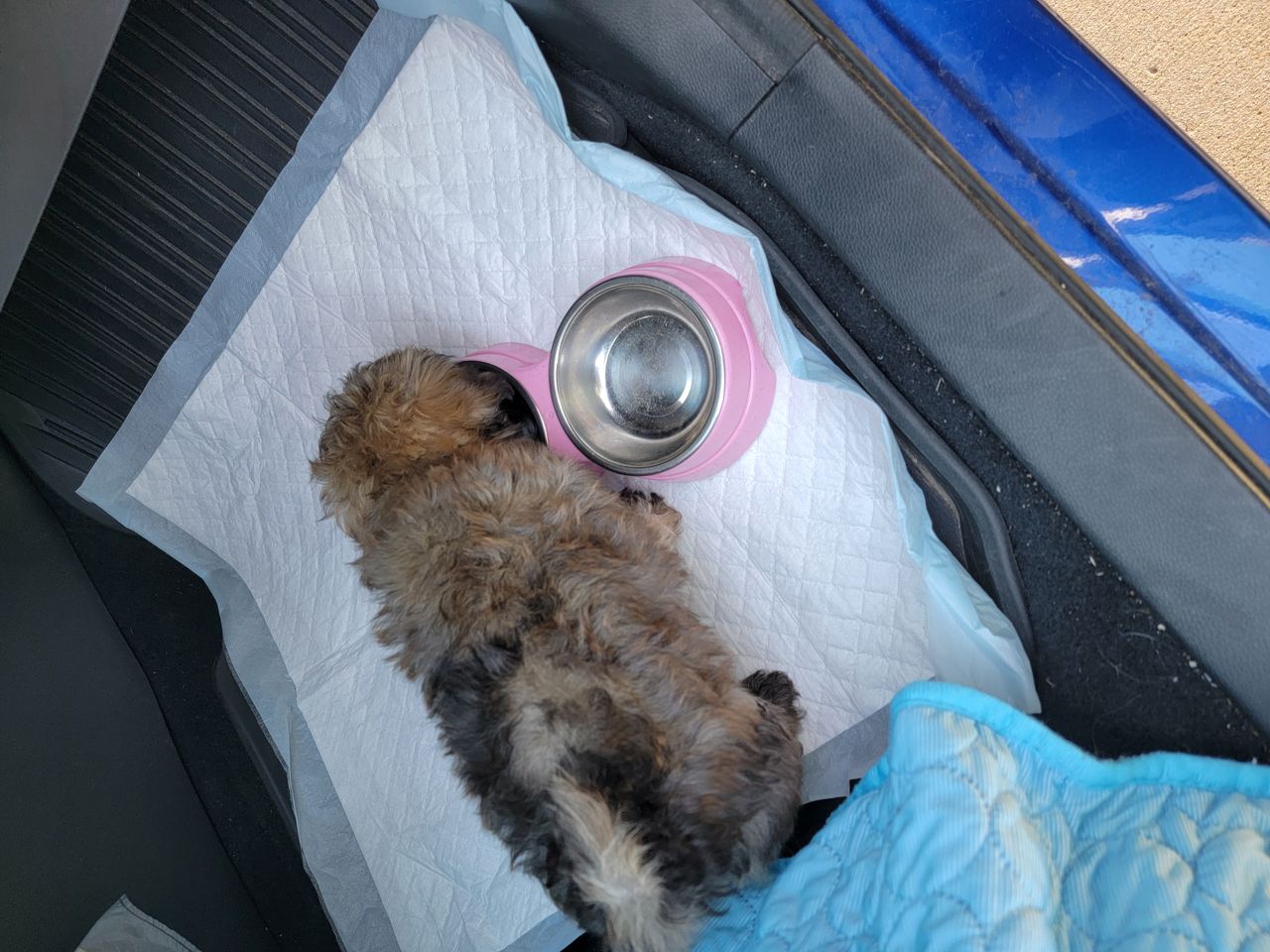 Pet travel photo 1