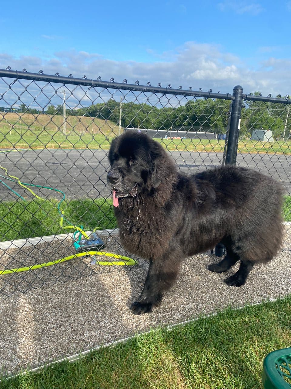Pet travel photo 3