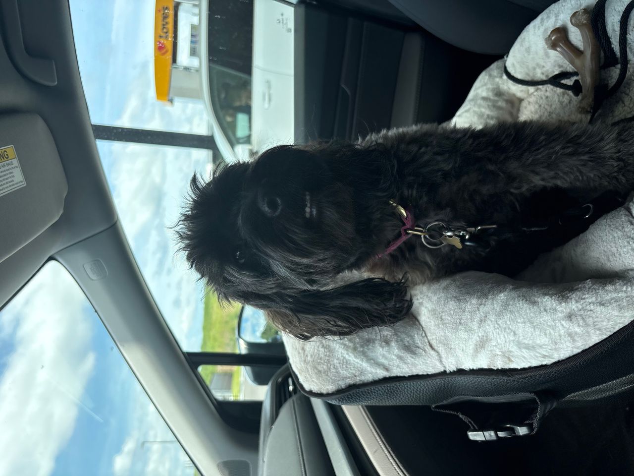 Pet travel photo 3