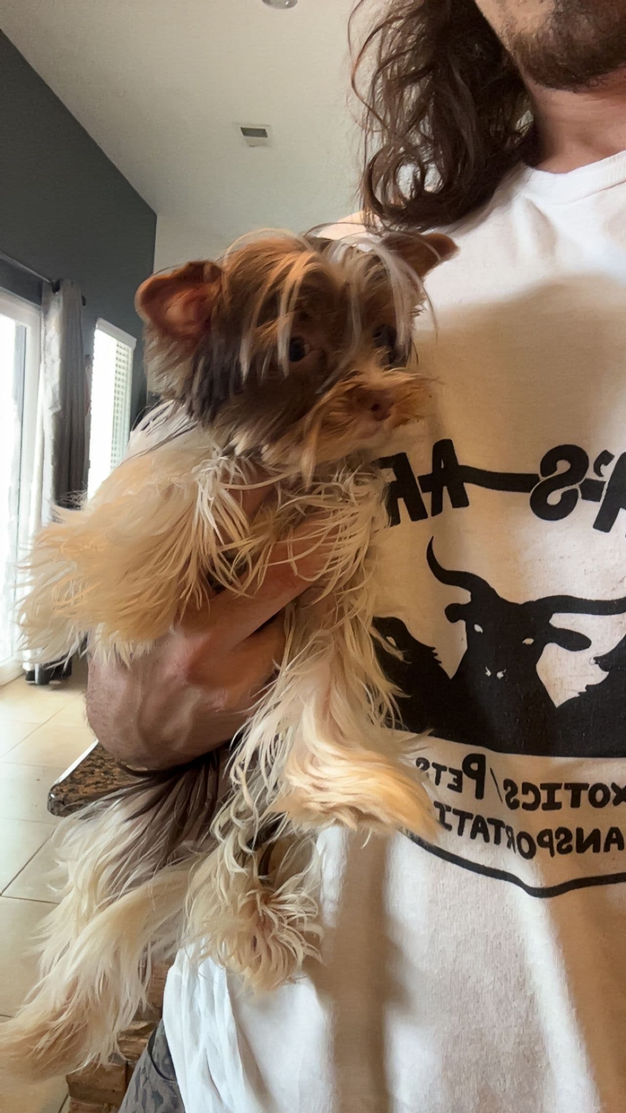Pet travel photo 1