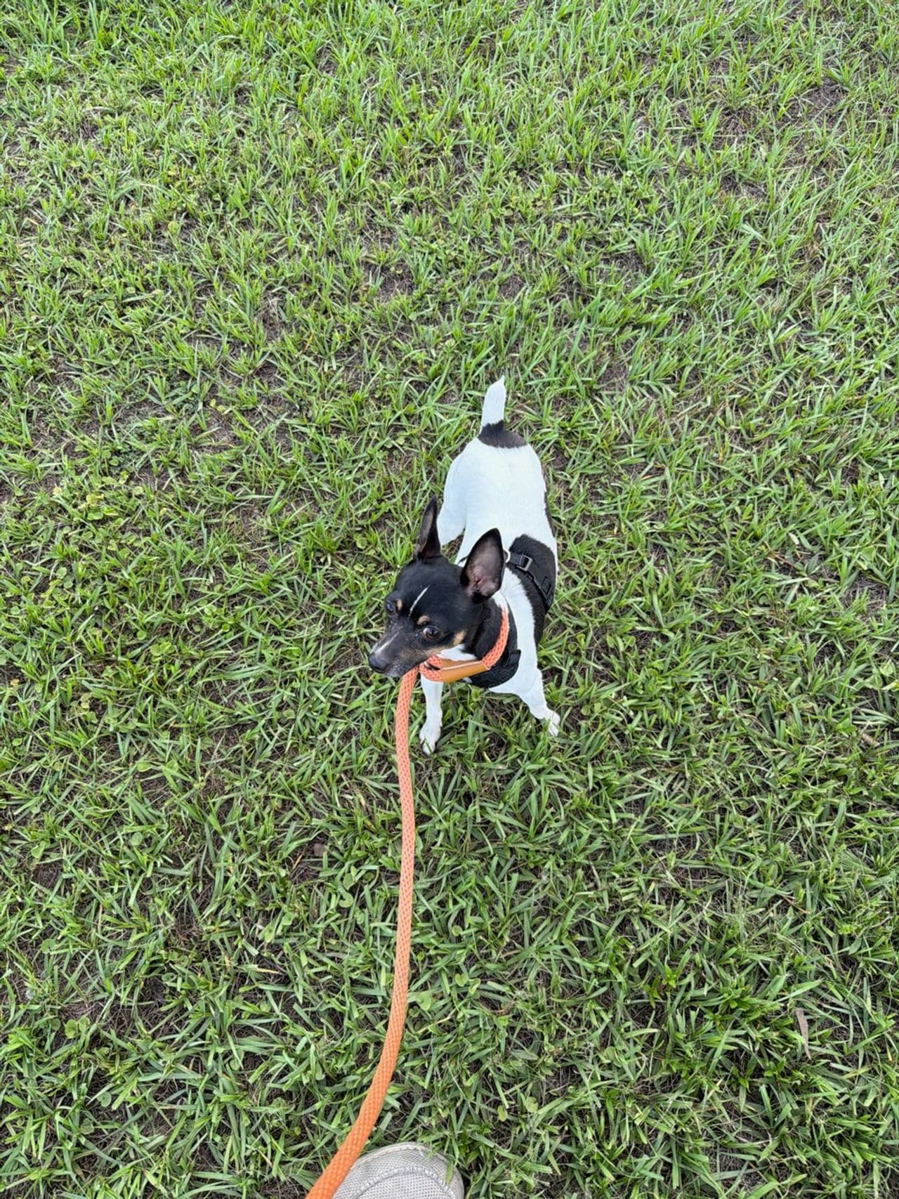 Pet travel photo 3
