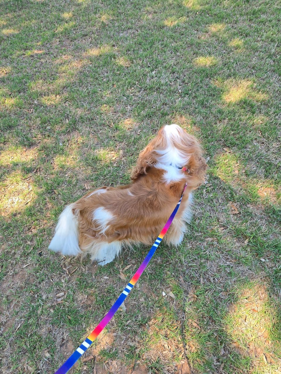 Pet travel photo 1