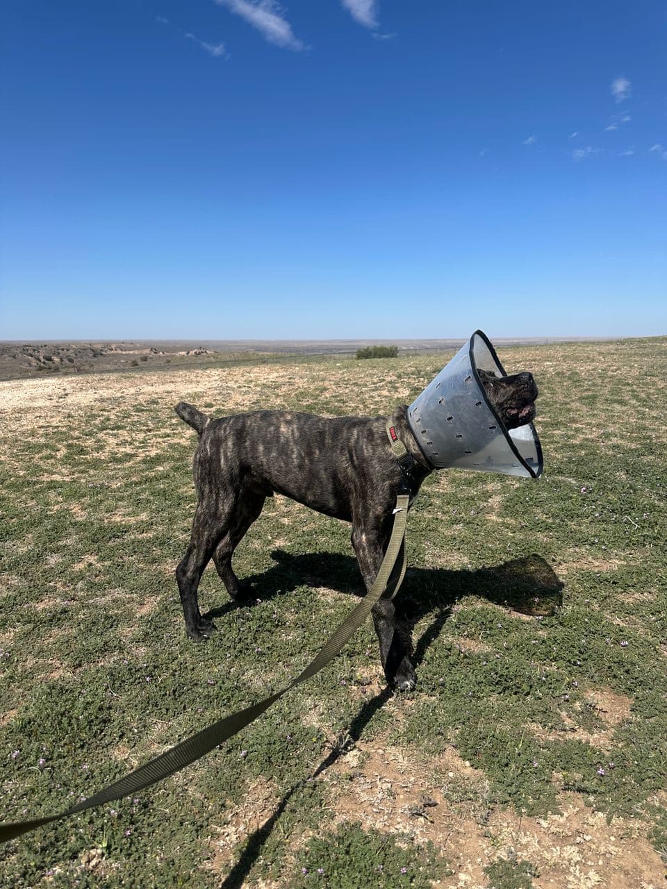 Pet travel photo 6