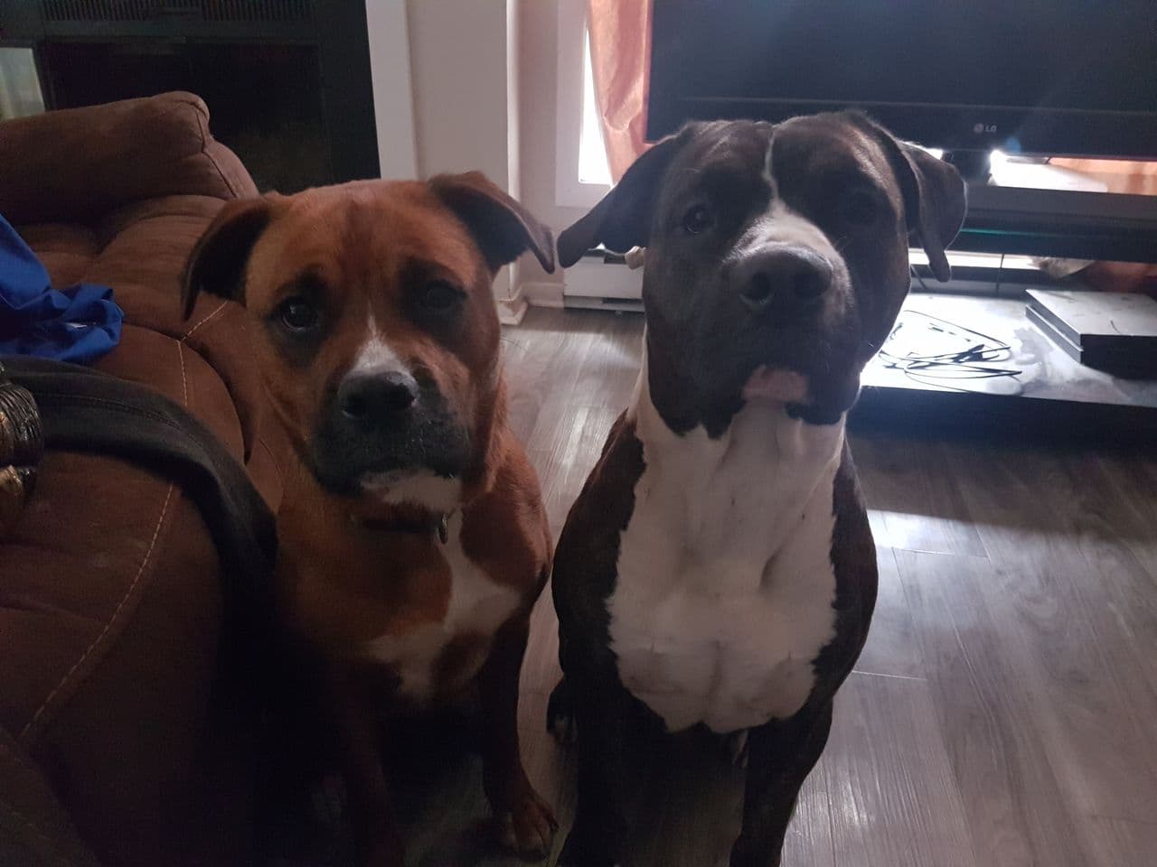 Pet travel photo 3