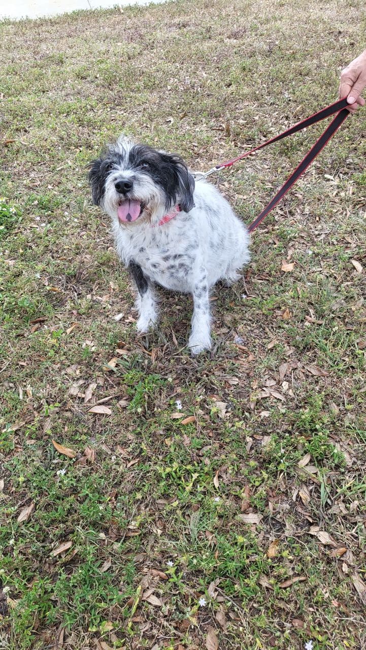 Pet travel photo 3