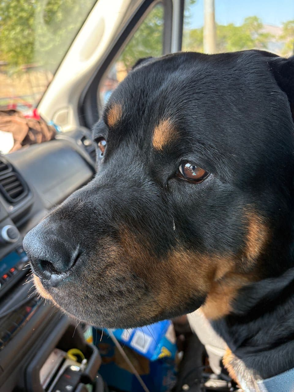 Pet travel photo 3