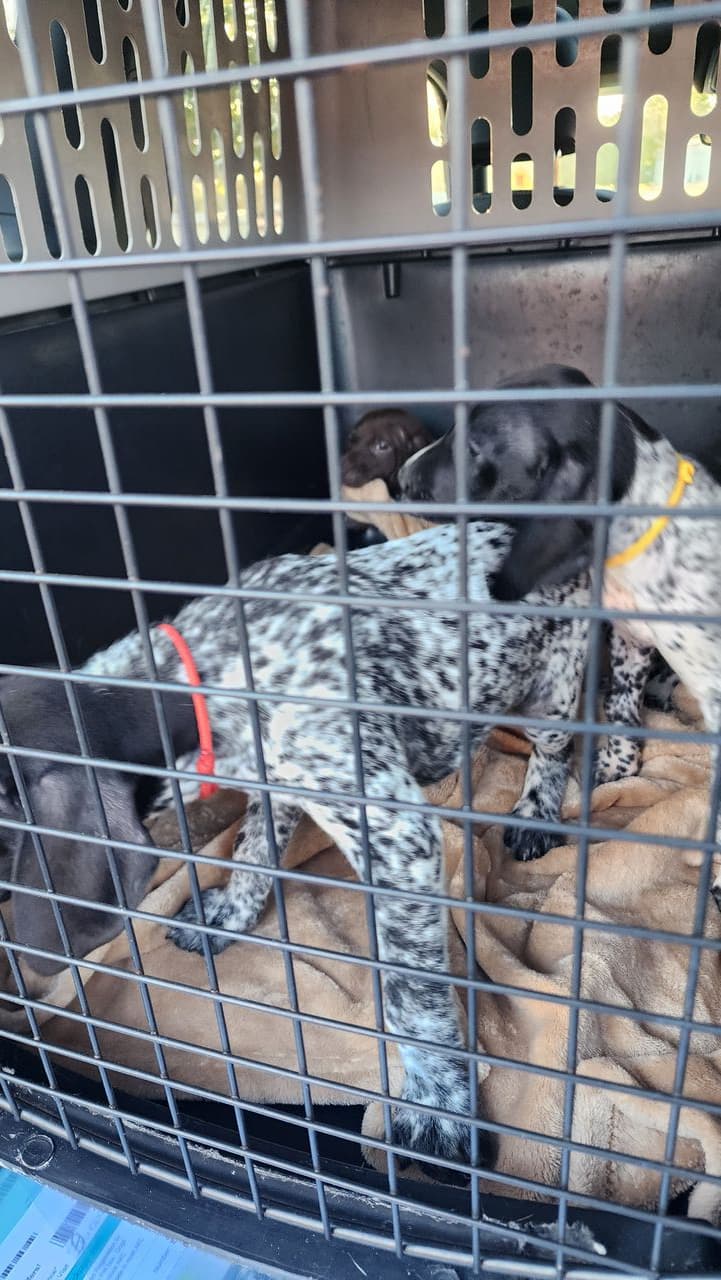 Pet travel photo 3