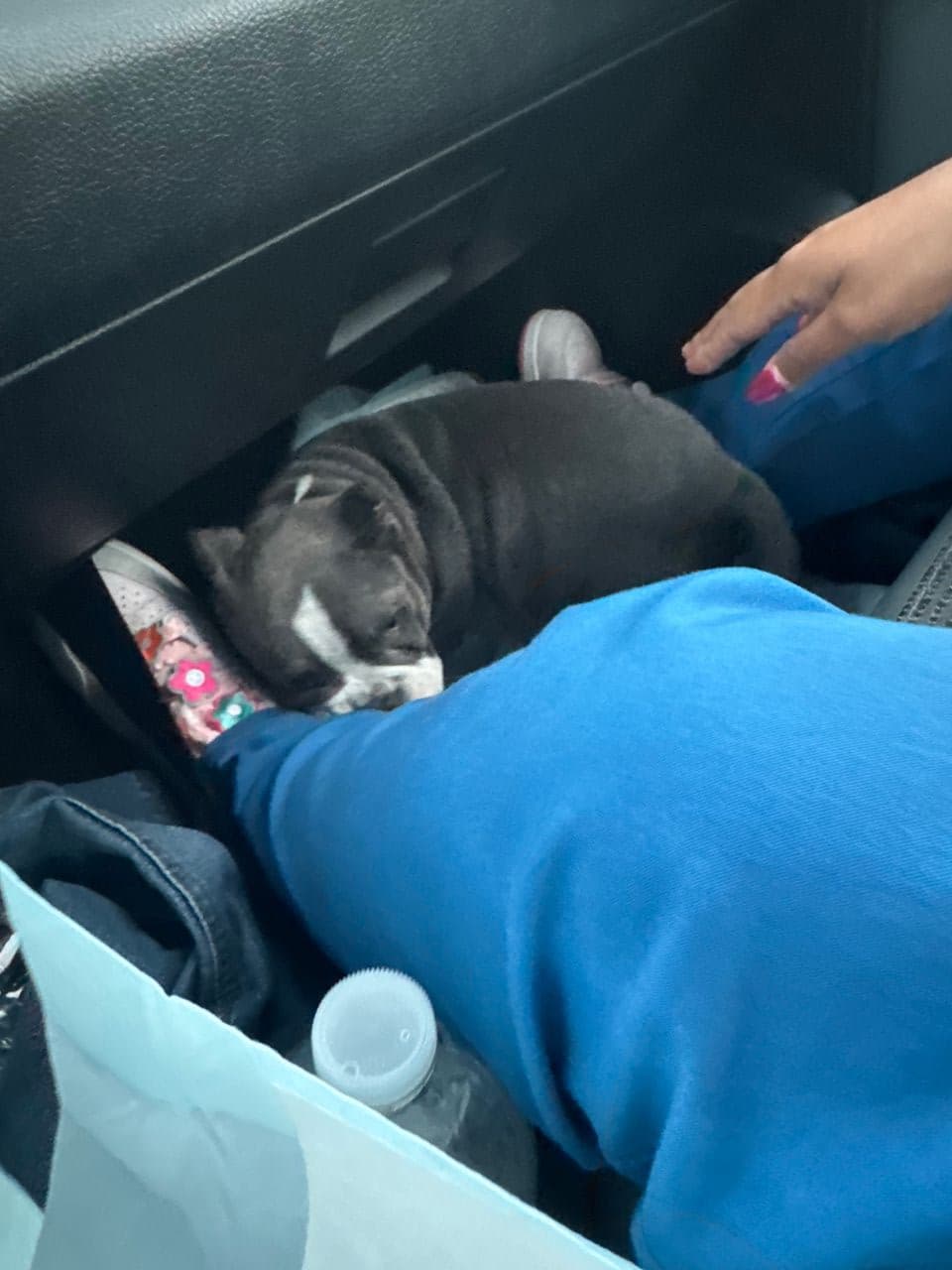 Pet travel photo 2