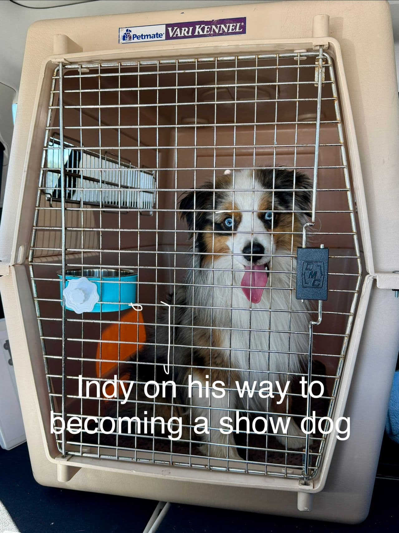 Pet travel photo 2