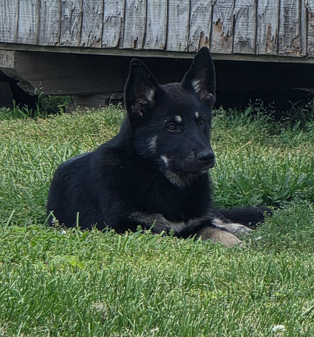 Pet travel photo 4
