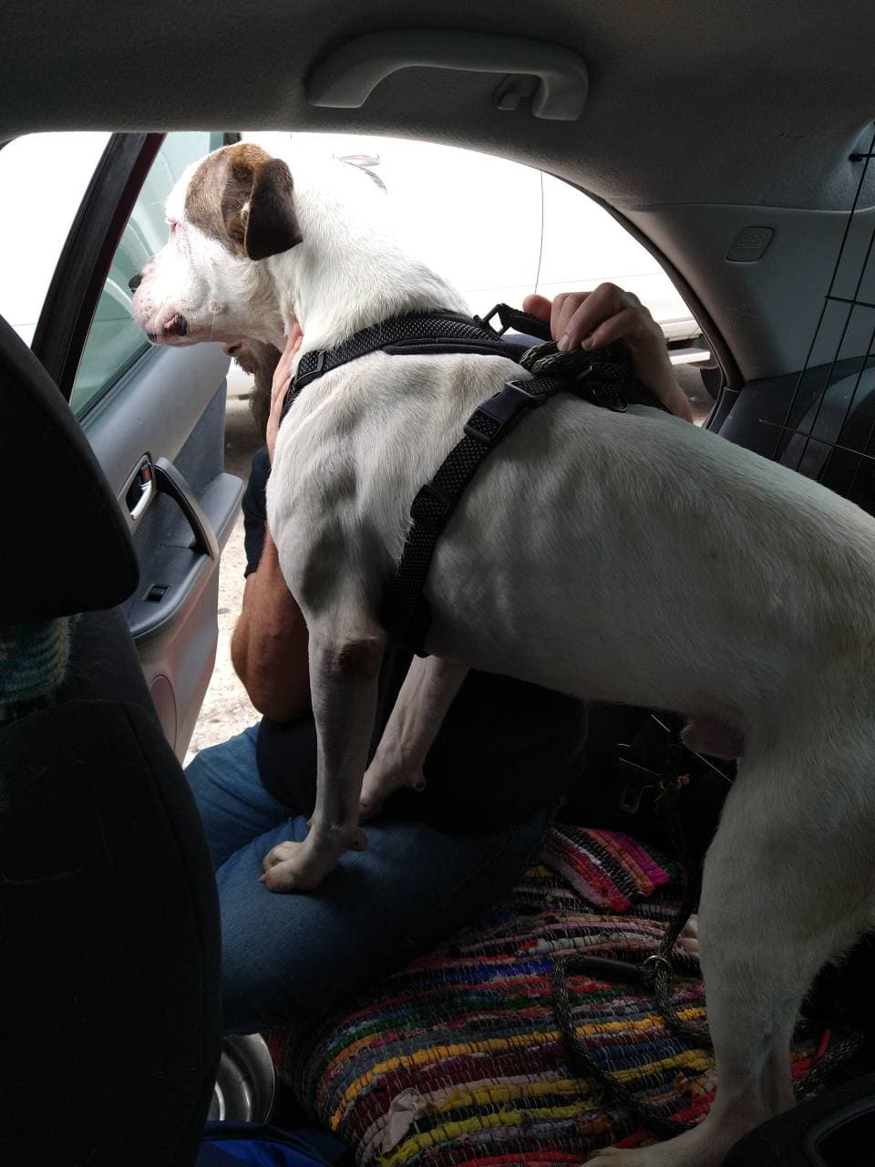 Pet travel photo 4