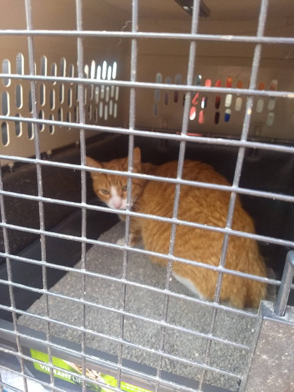 Pet travel photo 6