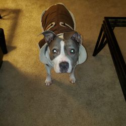 American Staffordshire Terrier named Roxie
