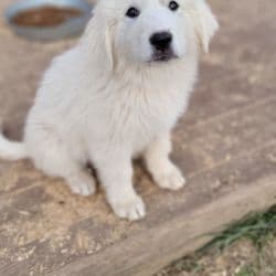 Great White Pyrenees named Sona