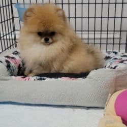 Pomeranian named Tess