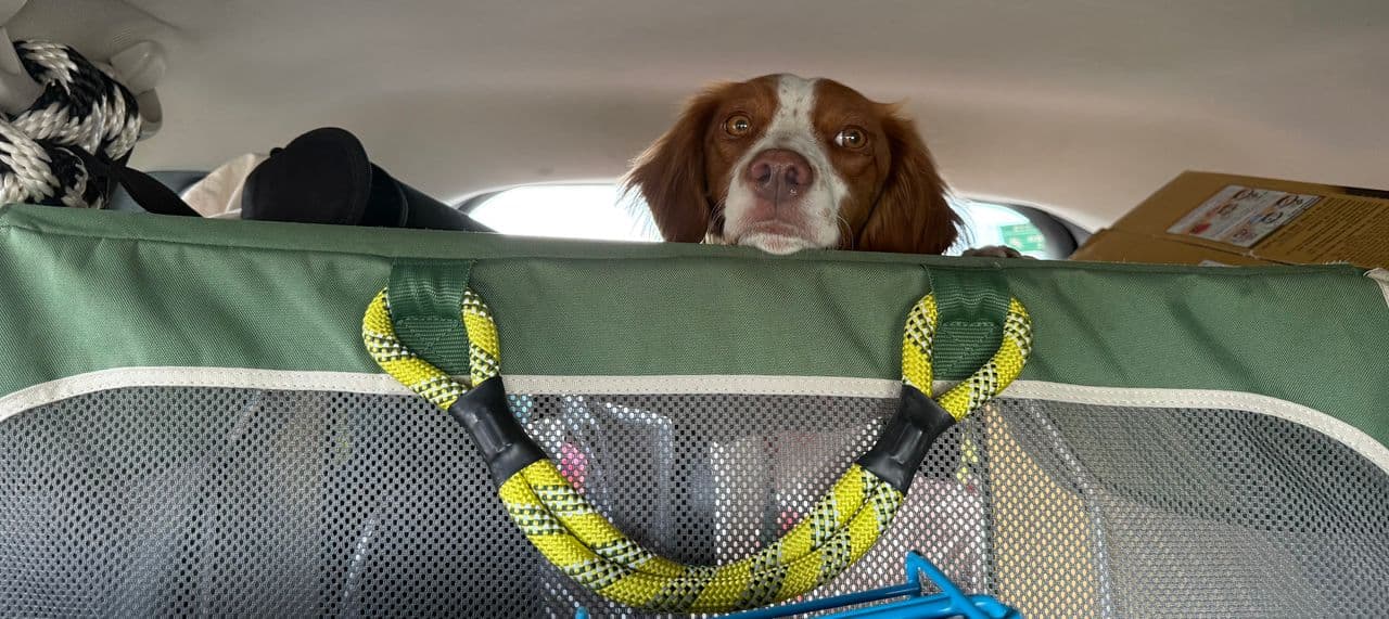 Pet travel photo 1