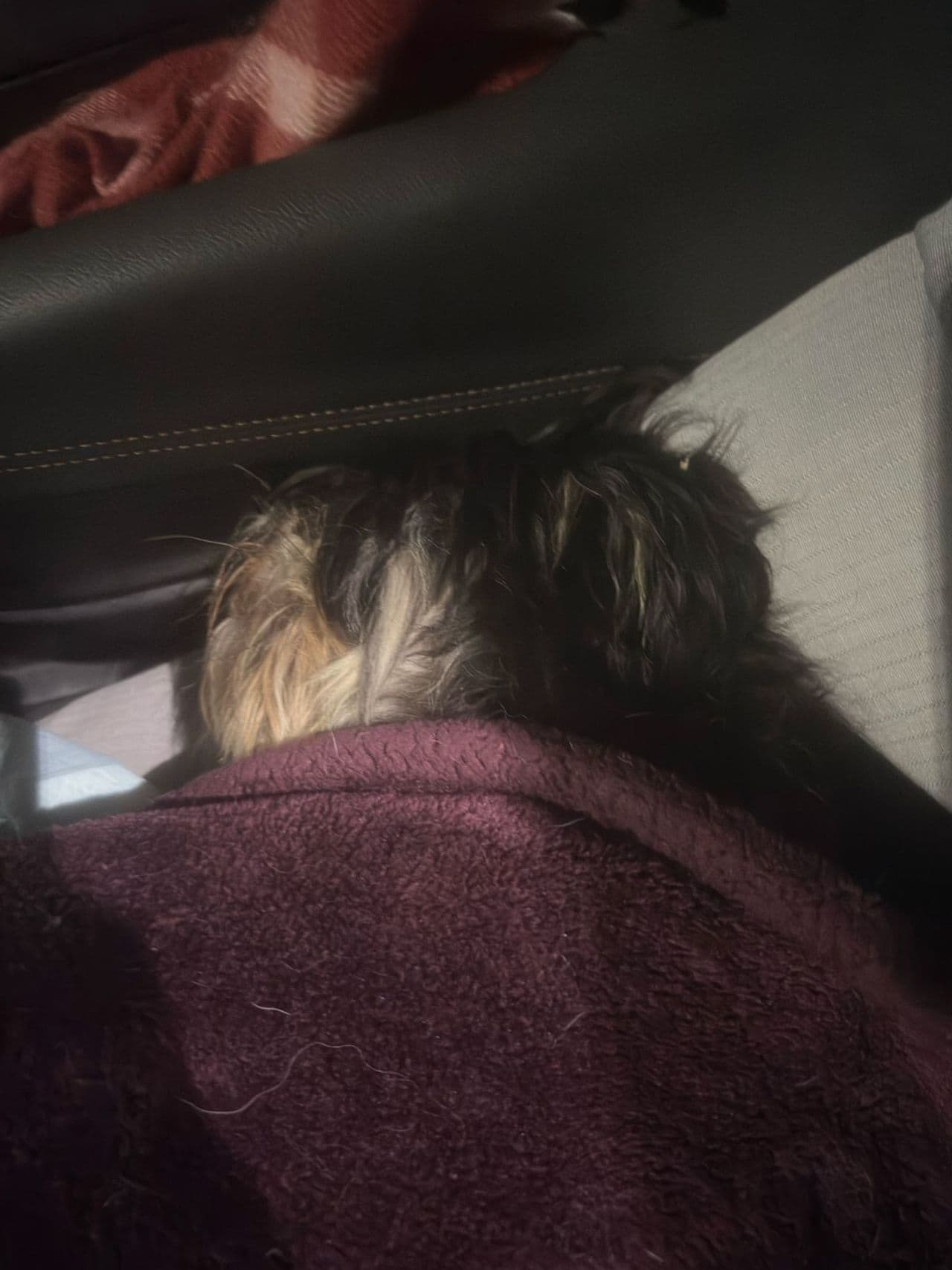 Pet travel photo 1