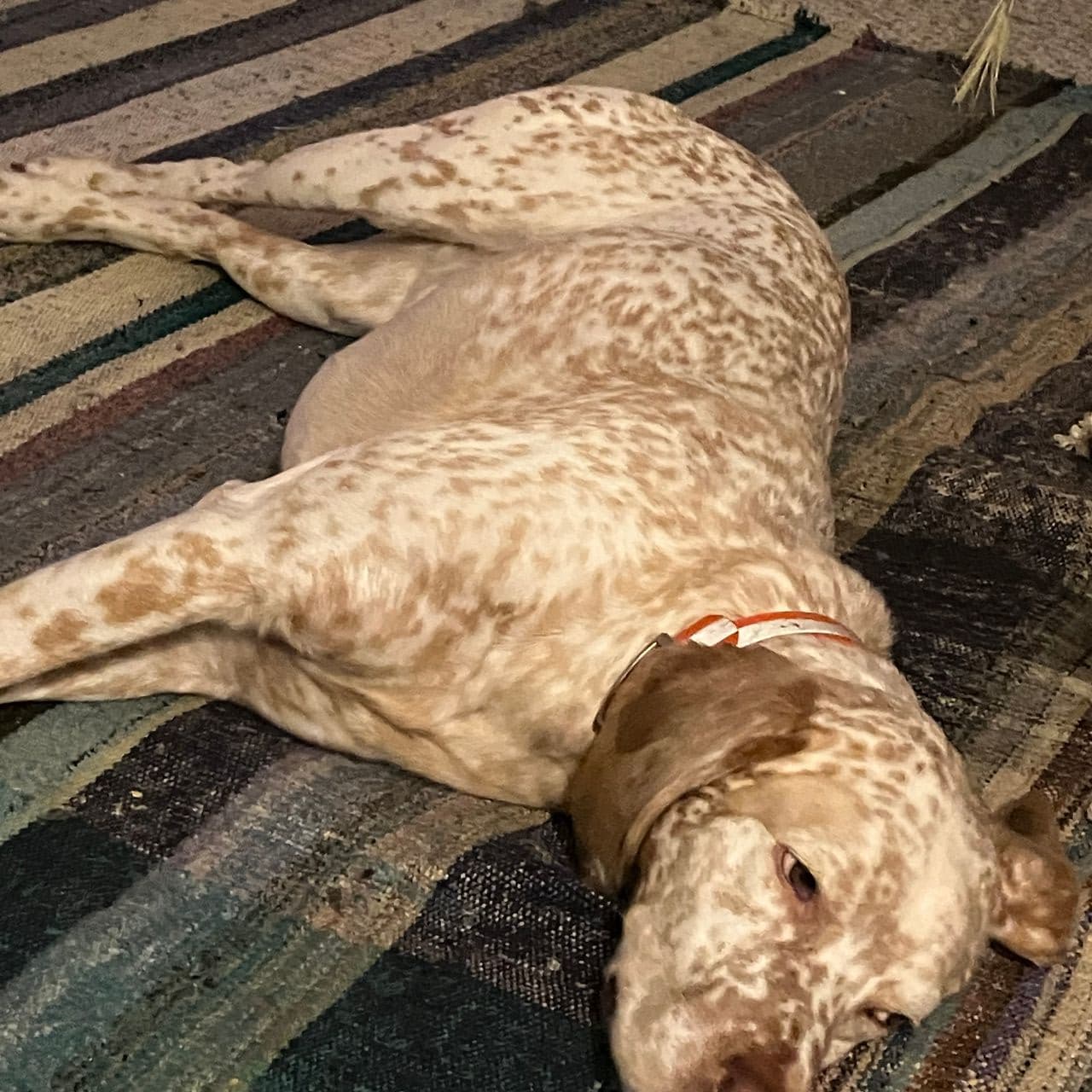 Pet travel photo 6