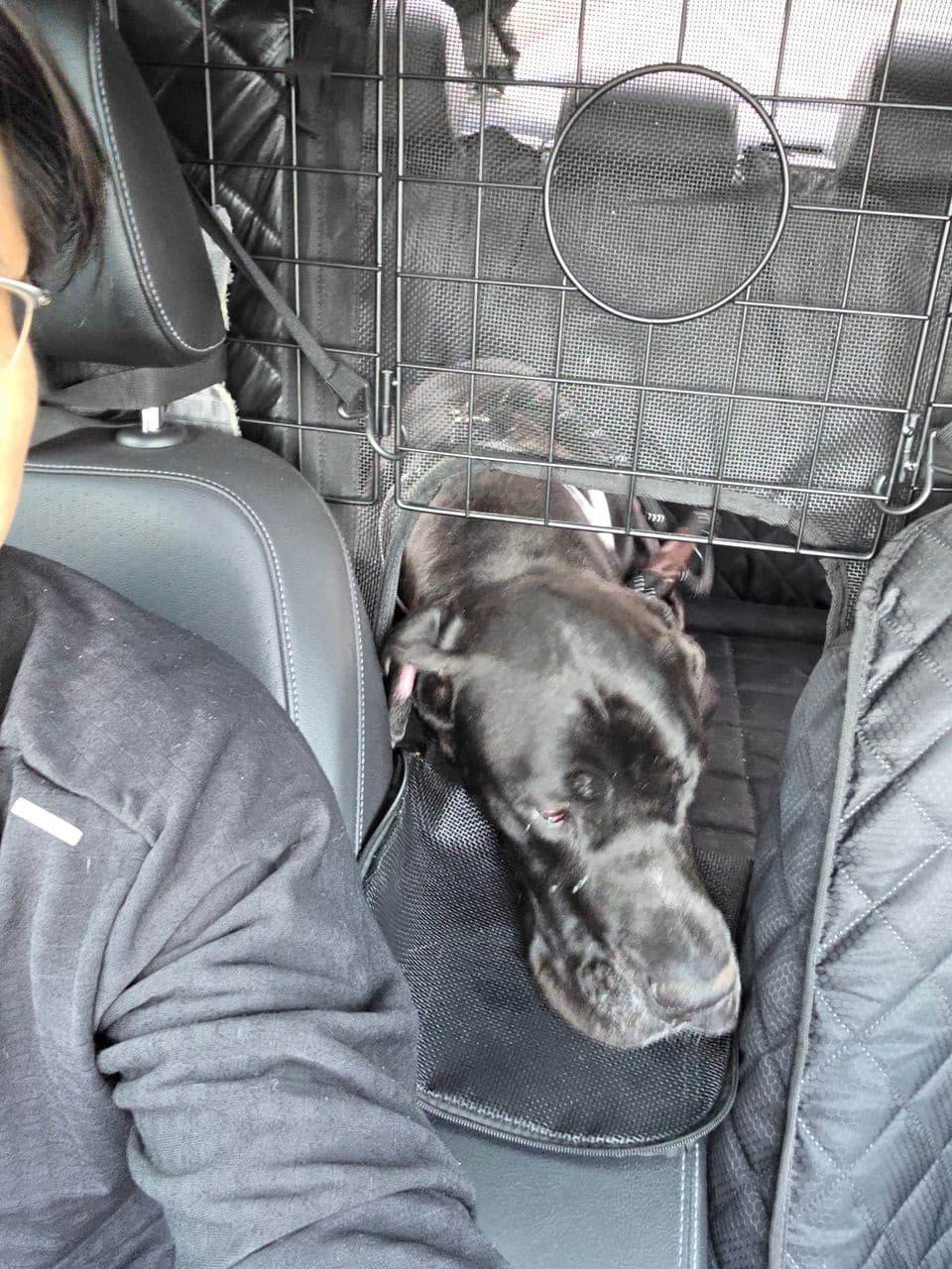 Pet travel photo 6