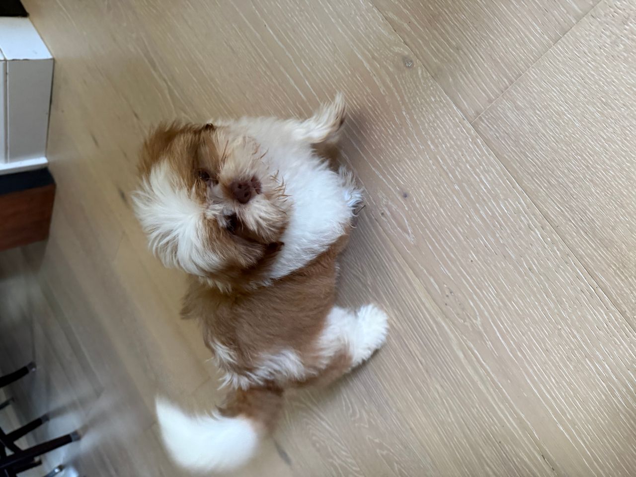 Pet travel photo 5