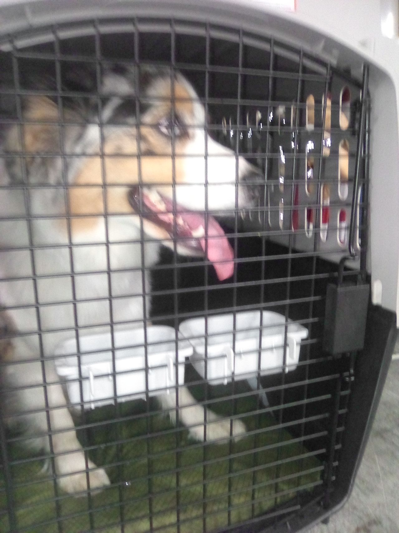 Pet travel photo 1
