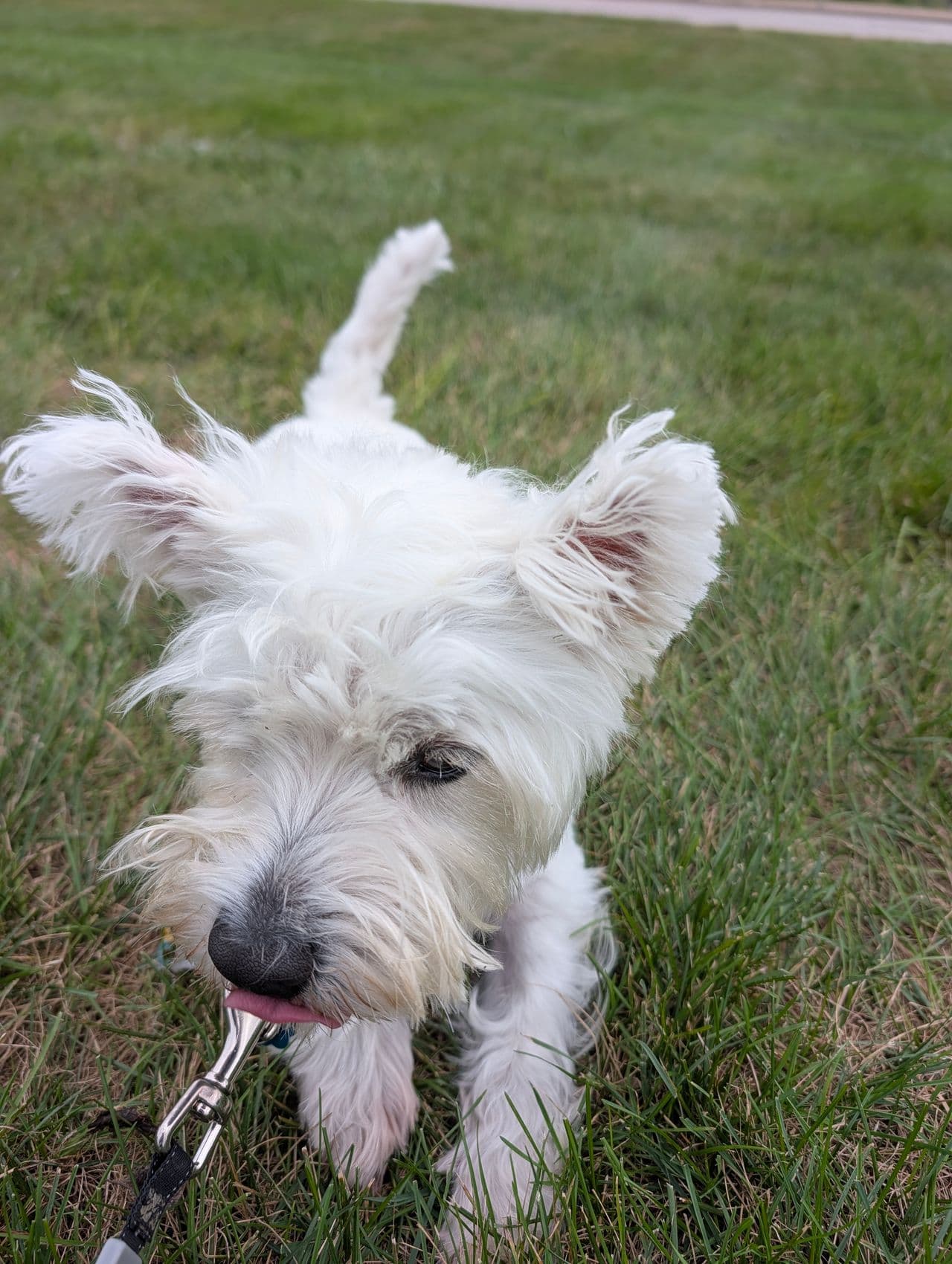 Pet travel photo 2