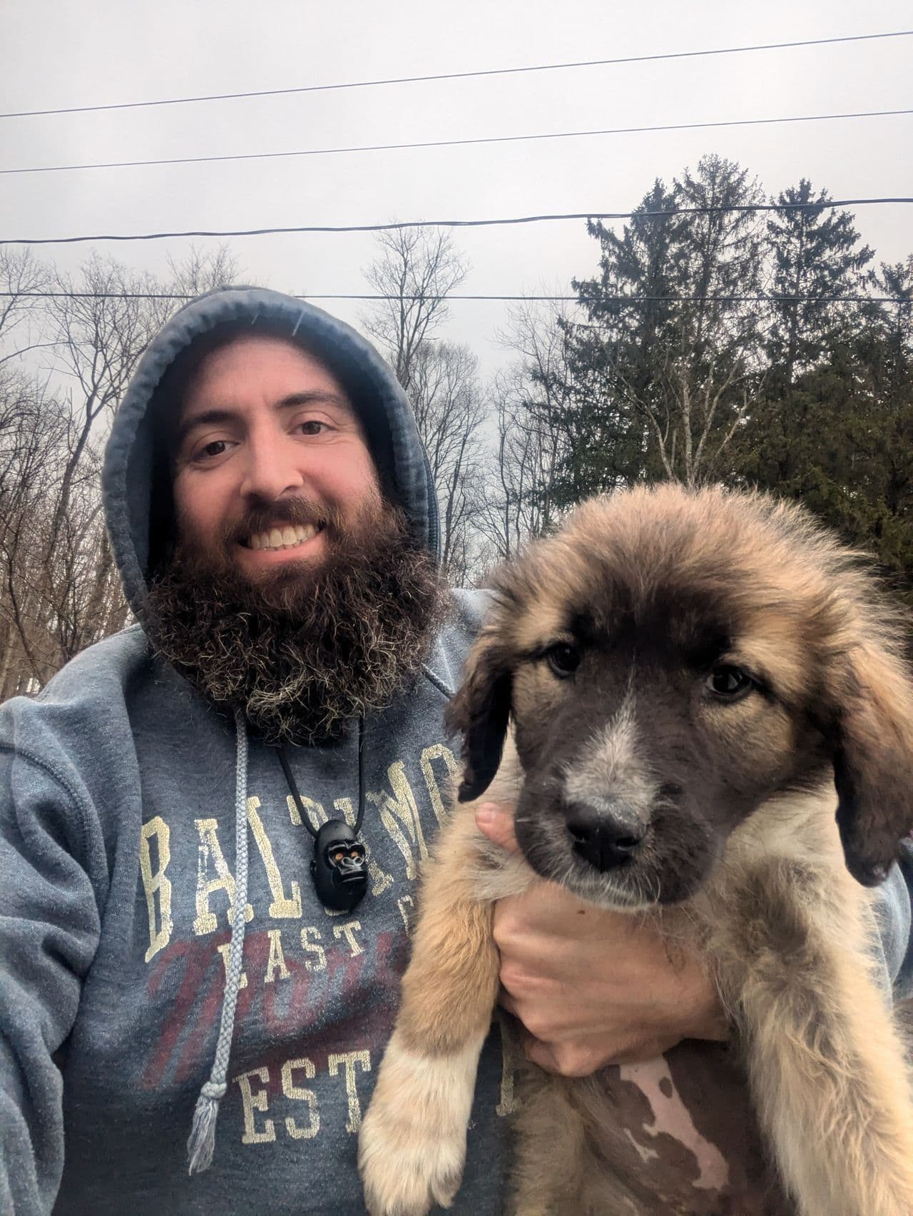 Pet travel photo 4