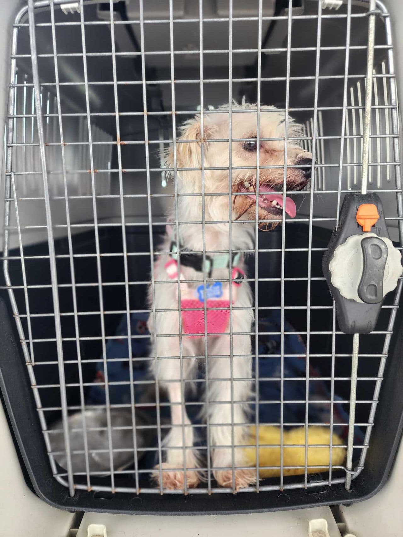 Pet travel photo 5