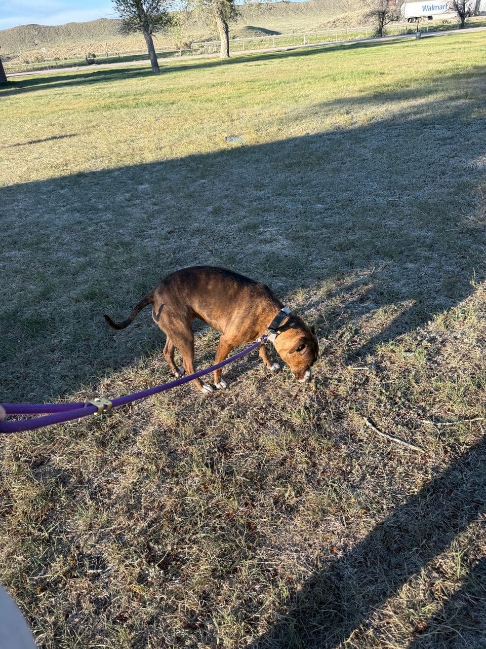 Pet travel photo 5