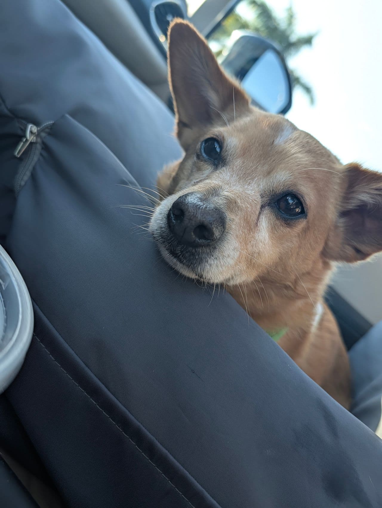 Pet travel photo 3