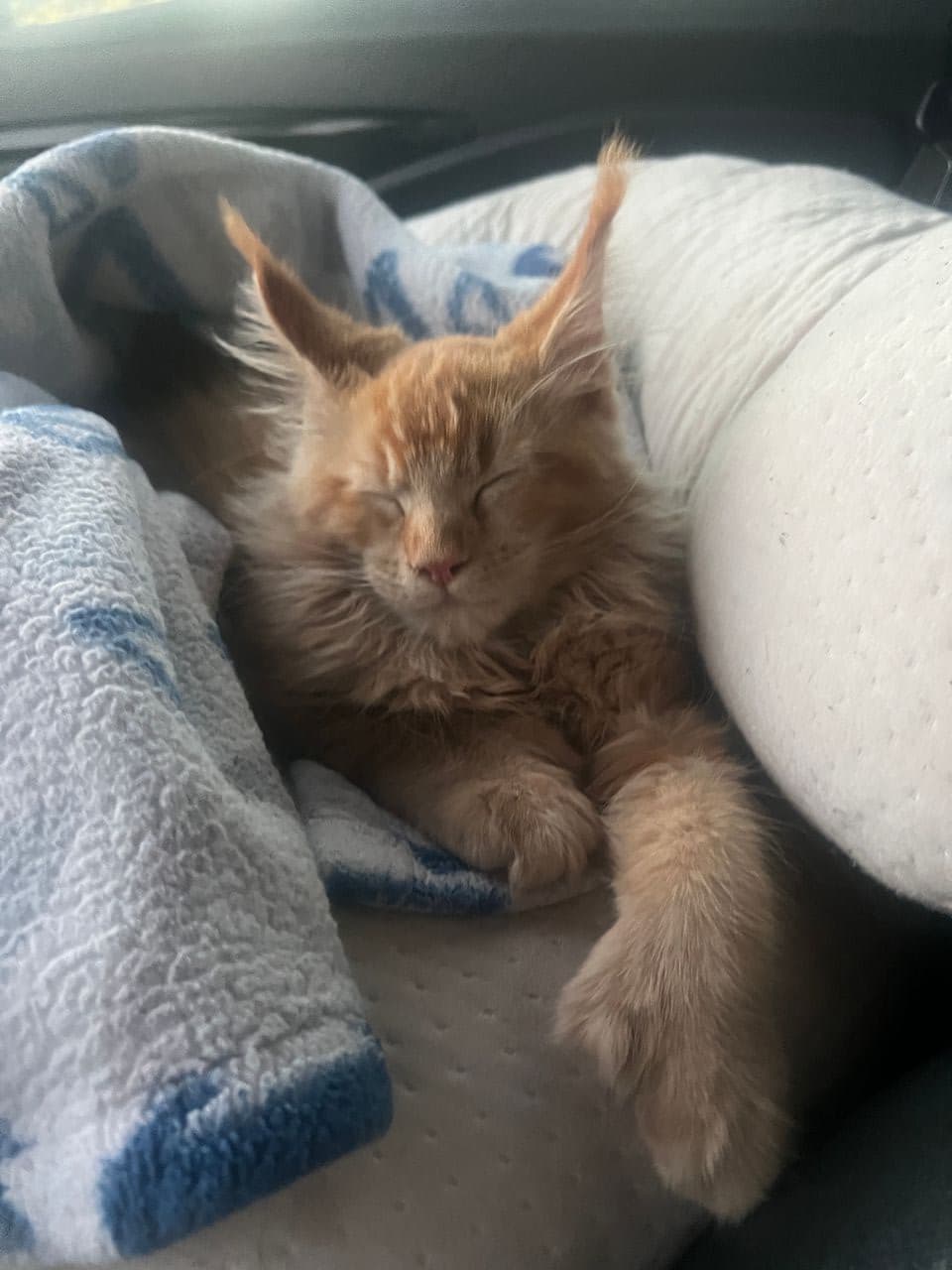 Pet travel photo 4
