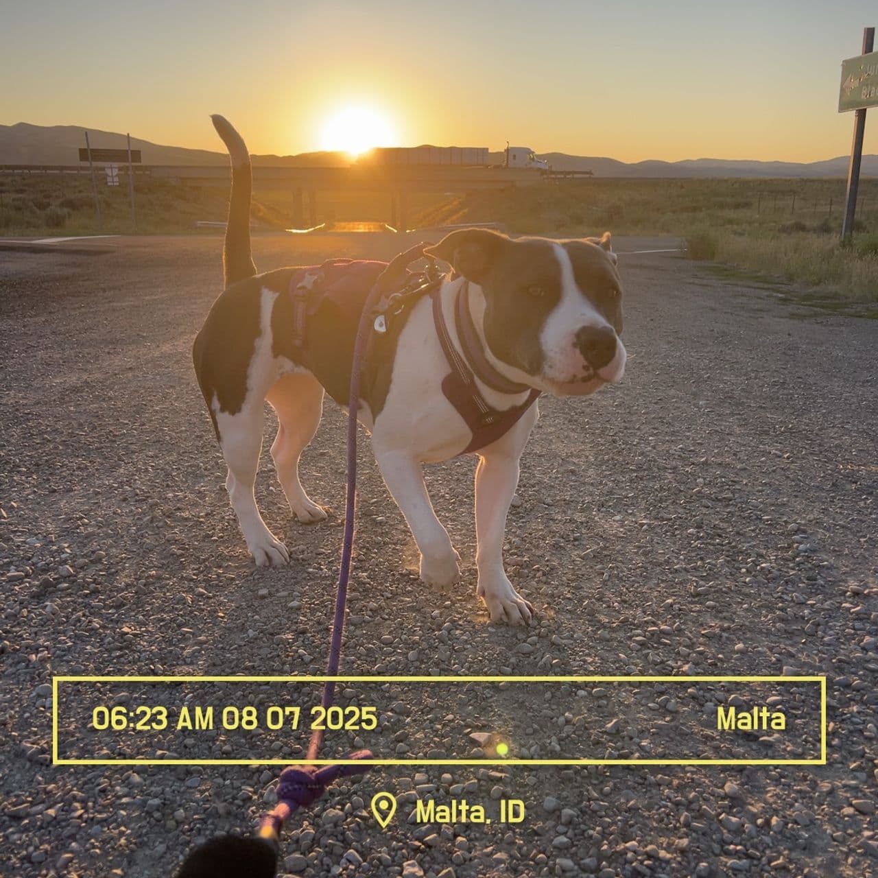 Pet travel photo 1