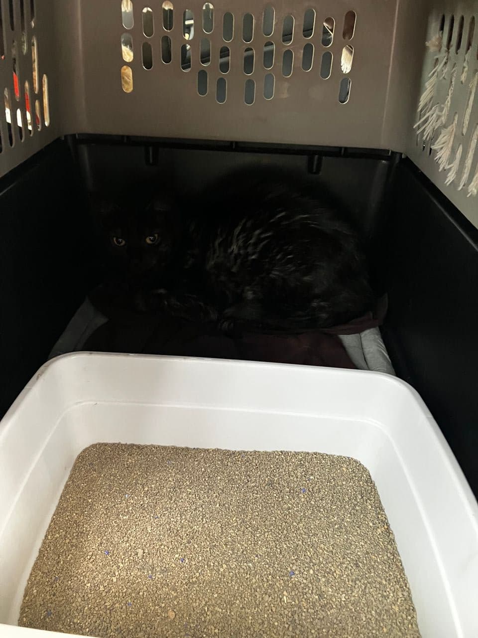 Pet travel photo 2