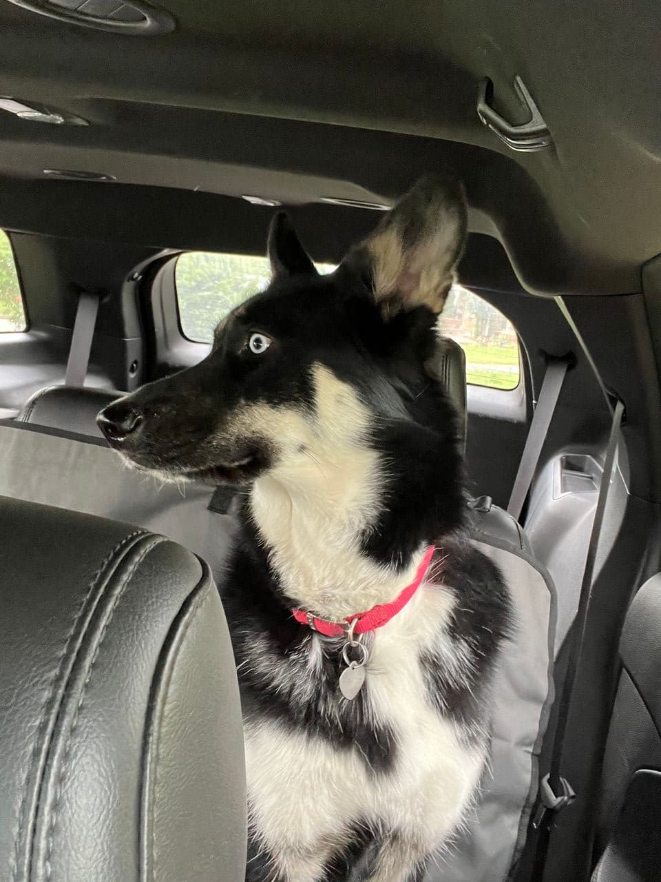 Pet travel photo 5