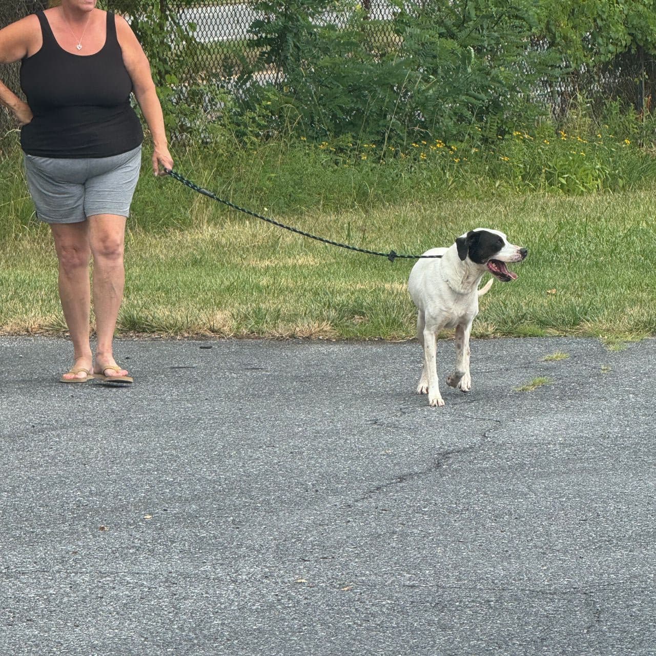 Pet travel photo 1