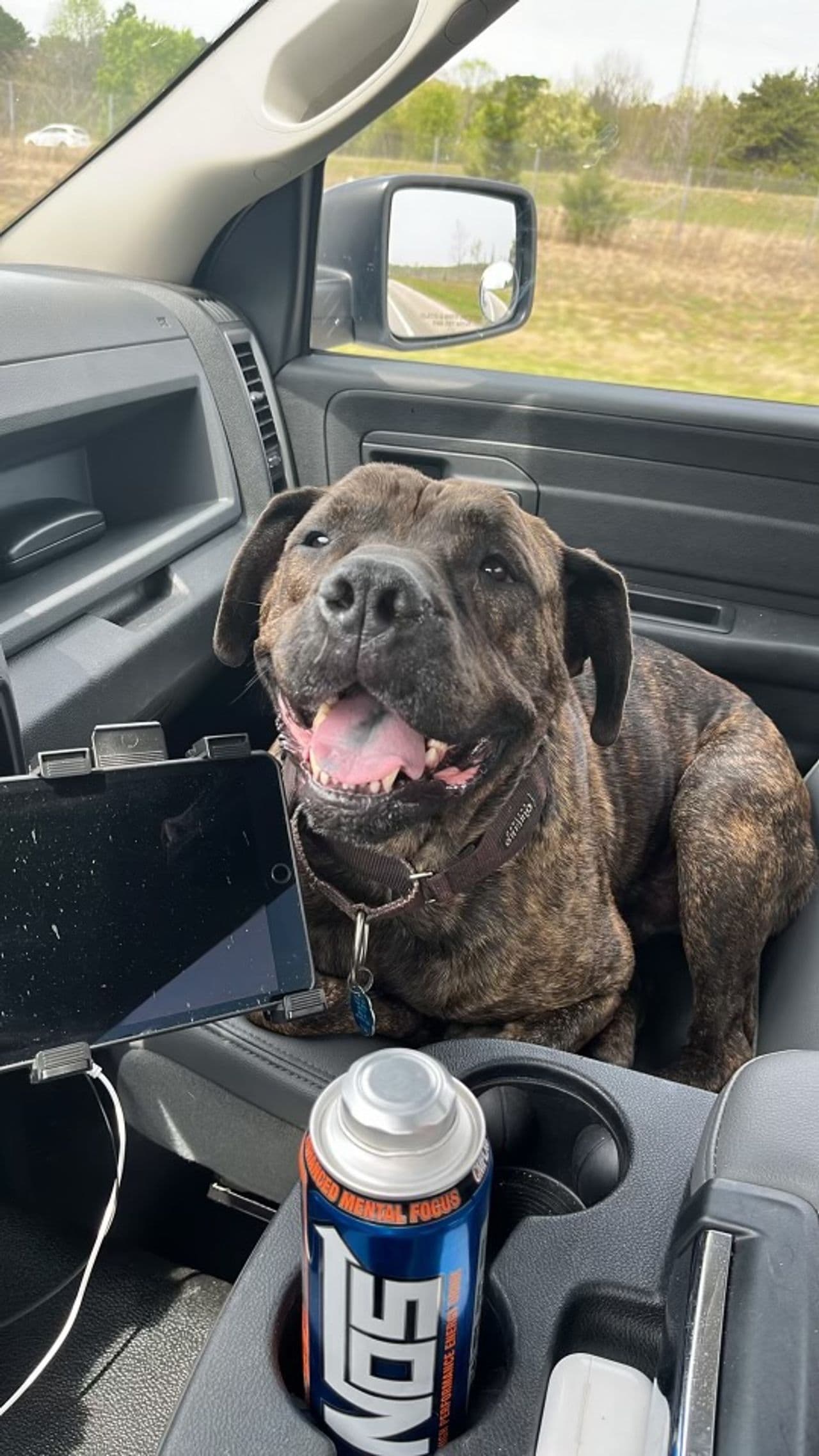 Pet travel photo 5