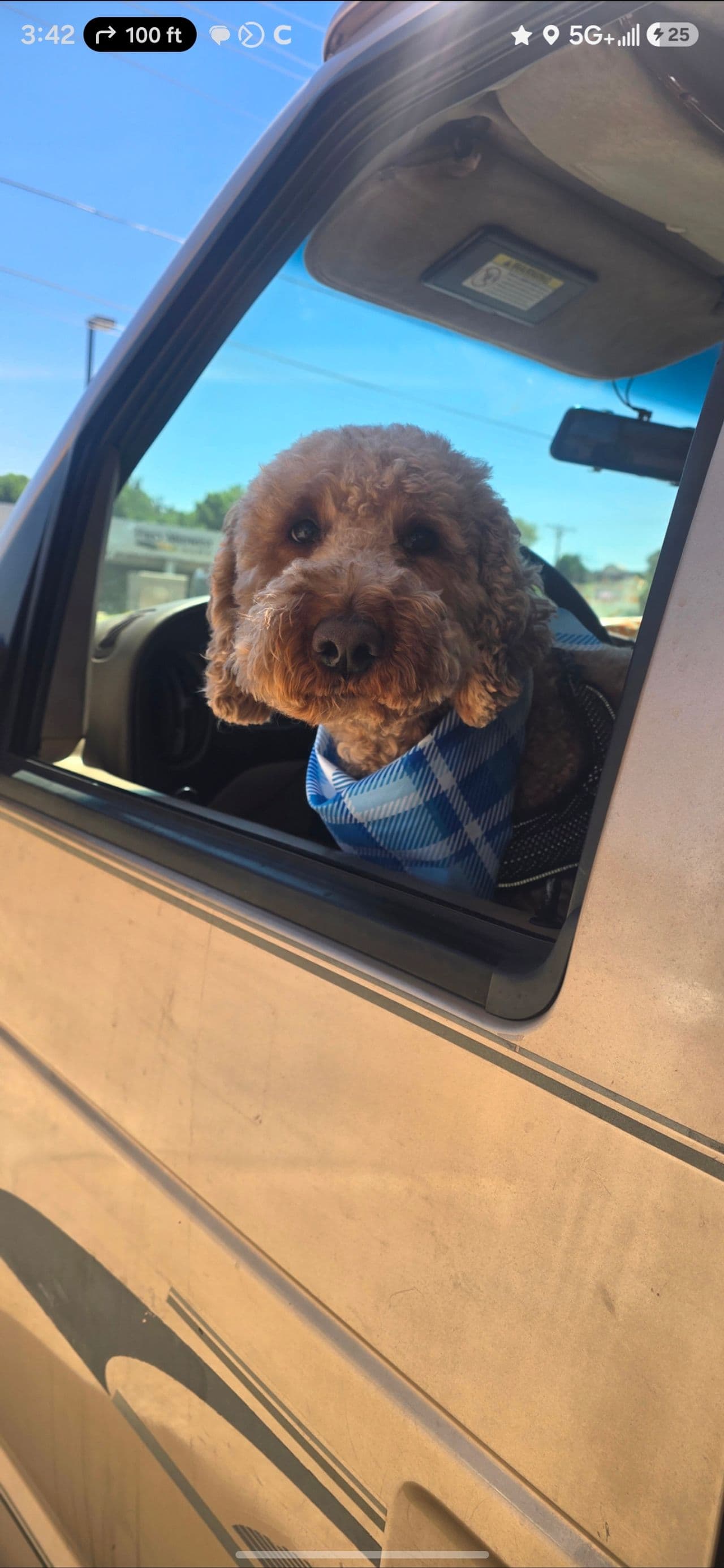 Pet travel photo 1