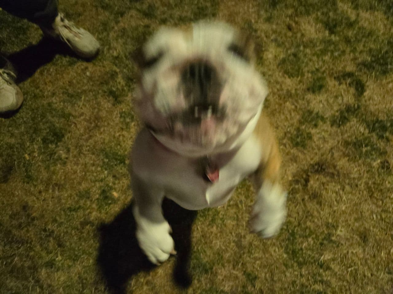 Pet travel photo 6