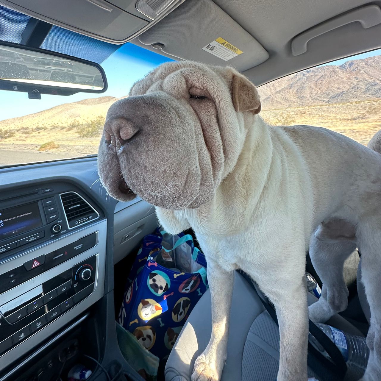 Pet Express Transport