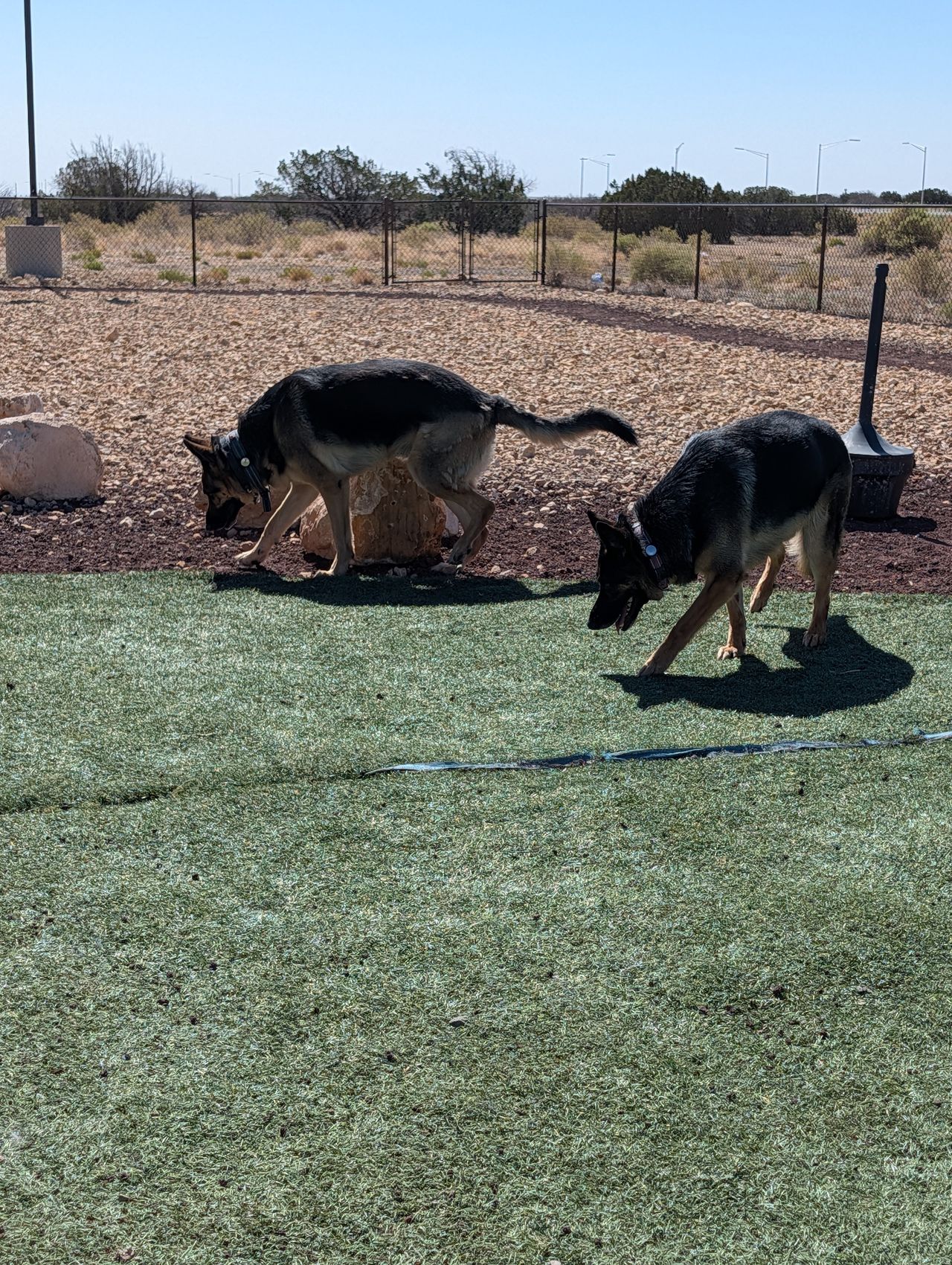 Pet travel photo 3