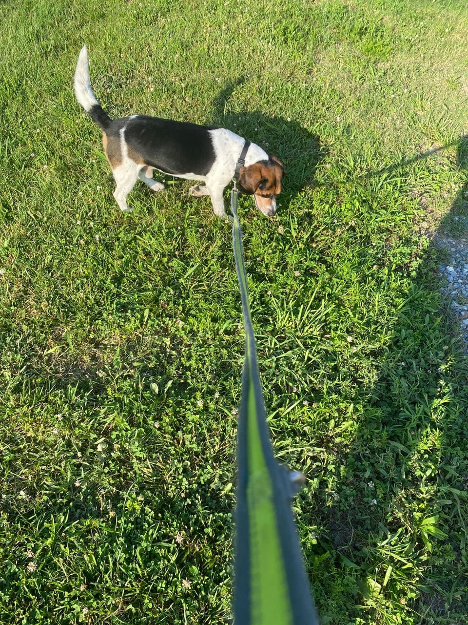 Pet travel photo 2