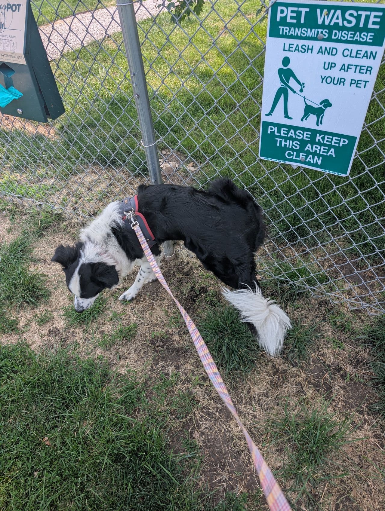 Pet travel photo 2