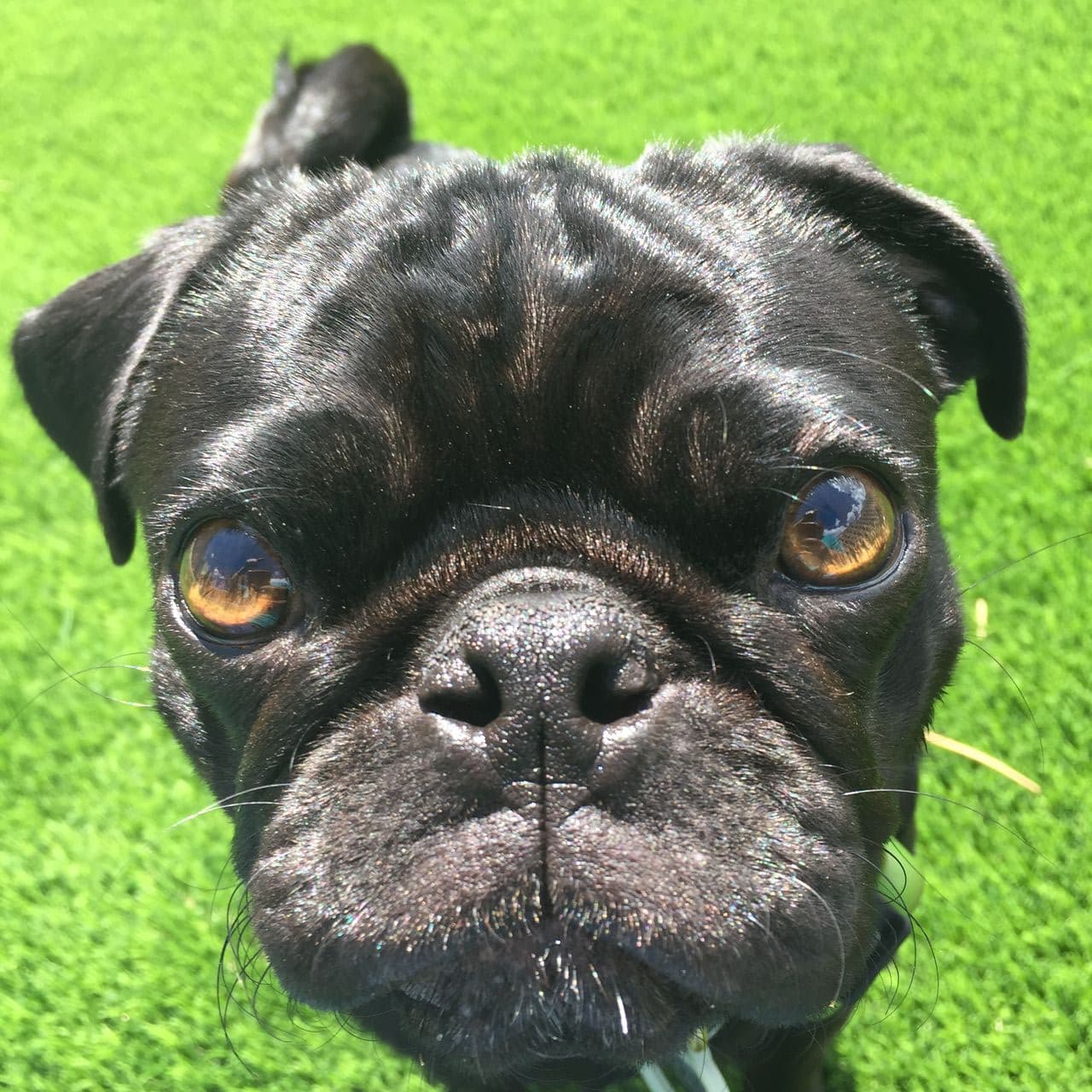 Pet travel photo 3